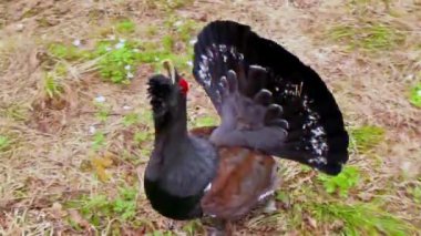 Gündüz ormanda Capercaillie. Glitch etkisi