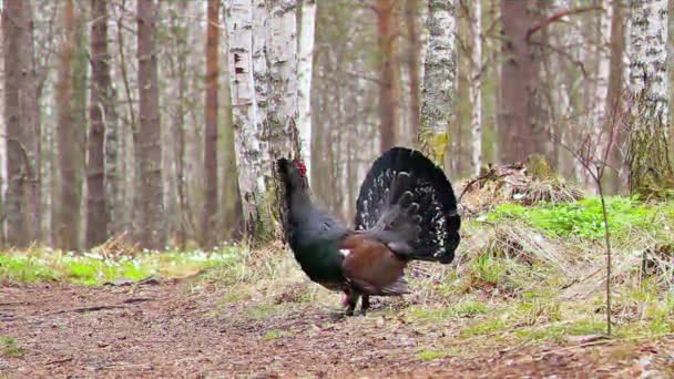 Capercaillie Bosque Durante Día Efecto Fallo Técnico — Vídeo de stock