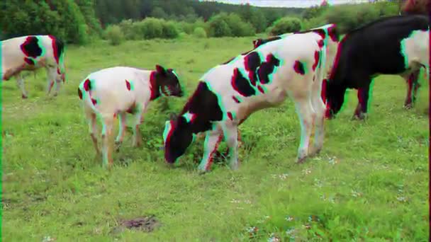 Glitch Effekt Kalb Geht Vor Die Kamera Video — Stockvideo