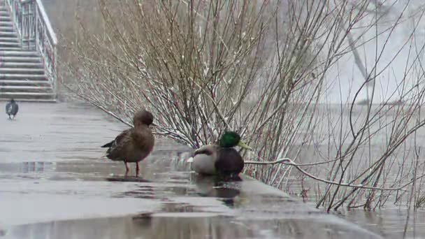 Aksaklık Etkisi Kötü Havalarda Deniz Kenarındaki Duck Drake Ekaterinburg Rusya — Stok video