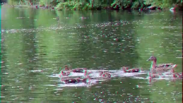 Glitch Effect Ducklings Shore Ekaterinburg Russia — Stock Video