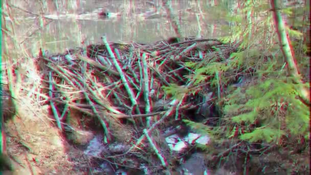 Glitch Effekt Bäver Dammen Skogen Video — Stockvideo