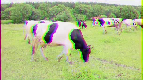 Glitch Effect Cow Eating Grass Background Flock — Stock Video
