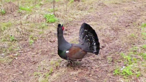 Capercaillie Erdőben Nappali Fénylik Hatás — Stock videók