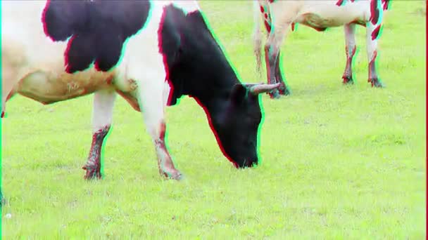 Glitch Effect Cow Grazing Field Close — Stock Video