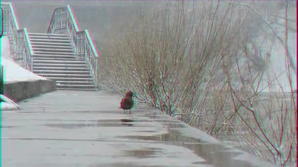 Glitch Effect Drake Comes Duck Snowing Ekaterinburg Russia — Stock Video