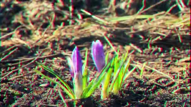 Glitch Effect Krokus Groeit Lente Tijdsverloop Video Ultrahd — Stockvideo