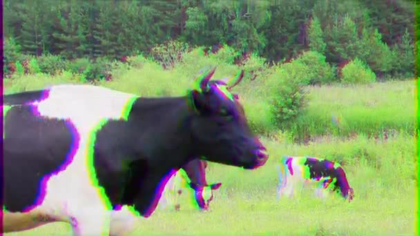 Glitch Effect Cow Chews Grass Looks Camera — Stock Video
