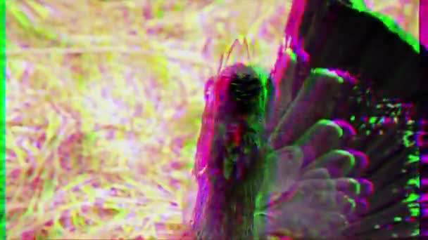 グリッチ効果 木のコック ビデオ — ストック動画