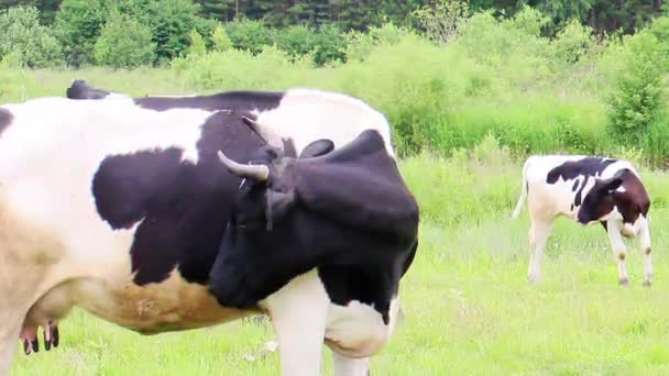 Glitch Effect Cow Licking Itself Camera Follows Her Head — Stock Video