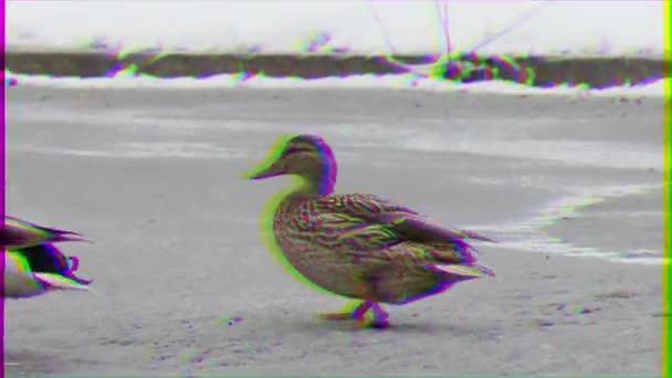 Glitch Effect Duck Quickly Runs Snowing Ekaterinburg Russia — Stock Video