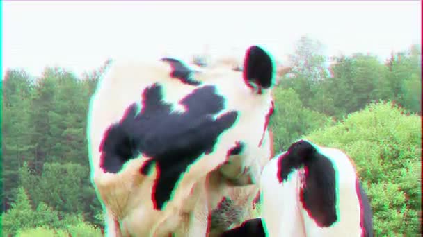 Glitch Effect Kalf Zuigt Melk Uit Koe — Stockvideo