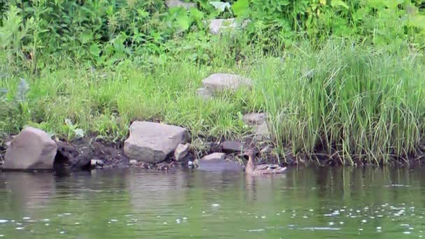 Effet Scintillant Les Canetons Nagent Dans Canard Ekaterinbourg Russie — Video