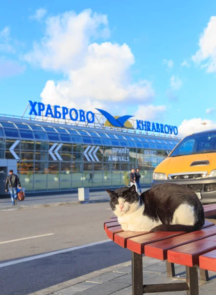 Russland, kaliningrad - 25. september 2018: katze im hintergrund — Stockfoto