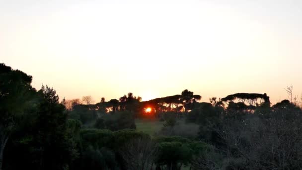 Efeito Falha Árvores Sul Pôr Sol Roma Itália Vídeo Ultrahd — Vídeo de Stock