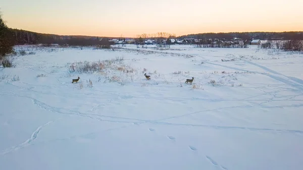 野鹿在湖上吃草, 然后跑到森林里去。在村子附近日落时间冬季晴朗天气, 来自无人机 — 图库照片