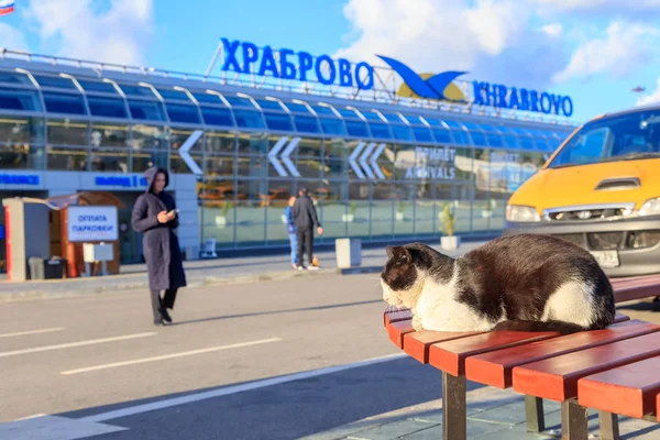 Россия, Калининград - 25 сентября 2018 года: Кот на заднем плане — стоковое фото
