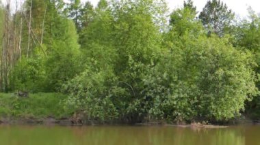 Aksaklık etkisi. Bankada Lila çalı. Serga Nehri, Urals, Rusya. Video. UltraHD (4k)