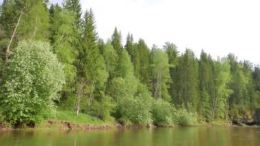 Aksaklık etkisi. Bankalarda orman, Urals, Rusya. Video. UltraHD (4k)