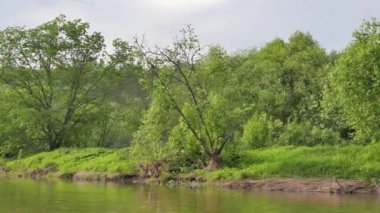 Aksaklık etkisi. Serga nehrinin kıyısında ağaç. Rusya. Video. UltraHD (4k)