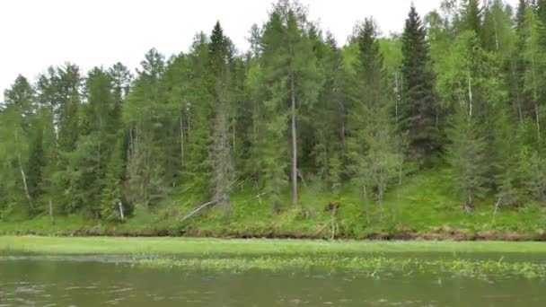 Effet Scintillant Fleurs Dans Eau Rivière Serga Oural Russie Vidéo — Video