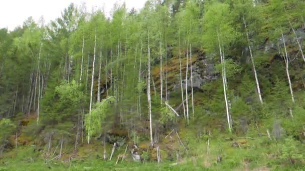 Glitch Effekt Björk Träd Klipporna Floden Serga Urals Ryssland Video — Stockvideo