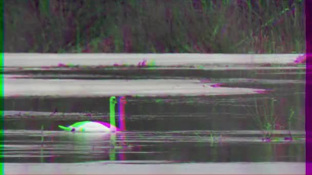 Effetto Glitch Cigno Selvatico Sull Acqua Inizio Primavera Russia Video — Video Stock