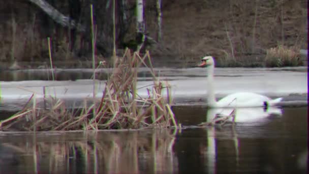 Glitch Effekt Swan Flyter Vattnet Över Ryssland Video Ultrahd — Stockvideo