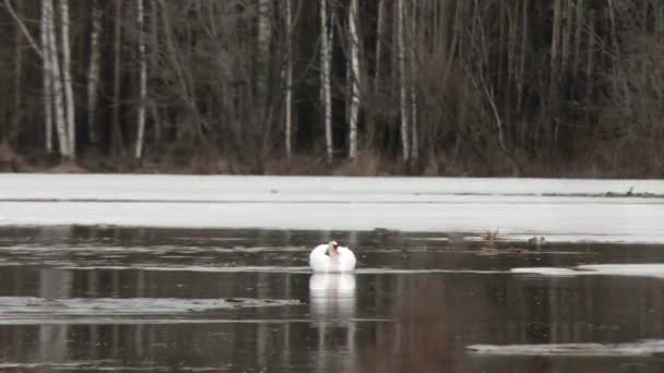 Effetto Glitch Cigno Bianco Sul Lago Russia Video Ultrahd — Video Stock