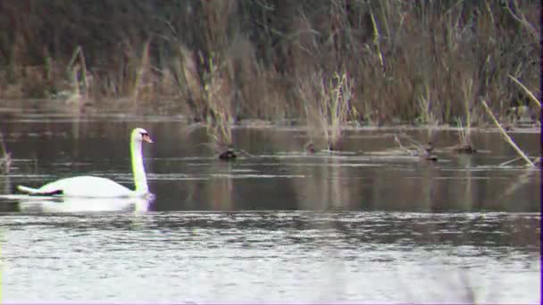 グリッチ効果 野の白鳥はフレームの中で泳ぎます ロシア ビデオ Ultrahd — ストック動画