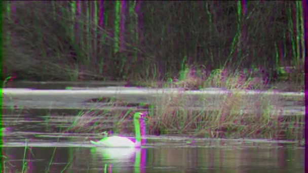 Glitch Effekt Swan Vattnet Början Våren Ryssland Video Ultrahd — Stockvideo