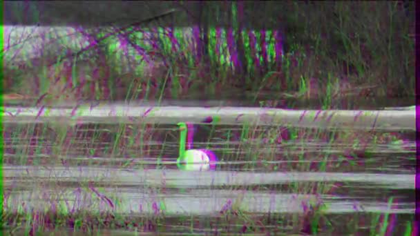 Glitch Effect Swan Dry Grass Lake Russia Video Ultrahd — Stock Video