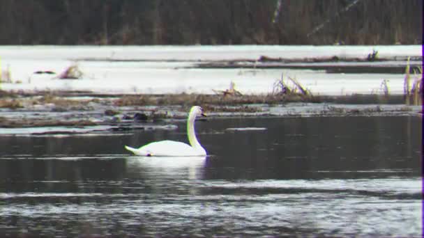 Glitch Effect Swan Floats Water Russia Video Ultrahd — Stock Video
