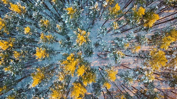 Vliegen boven meestal dennenbossen. Avond tijd. Winter helder weer, van Drone, hoofd over shot — Stockfoto