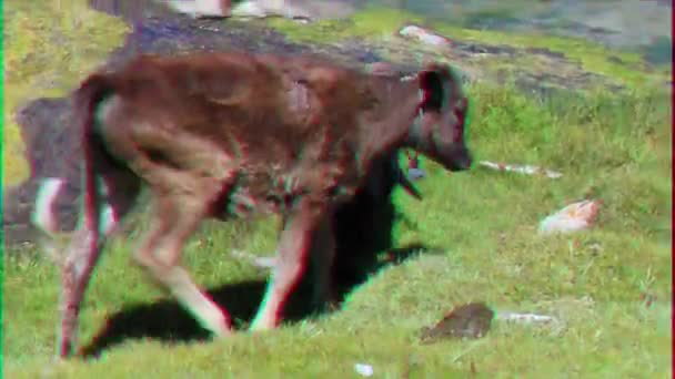 Ефект Глюка Корова Вівці Їдять Відео — стокове відео