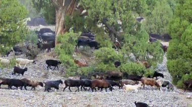 Aksaklık etkisi. Zıplayan koyunların yamacında. Pamir, Tacikistan. Video