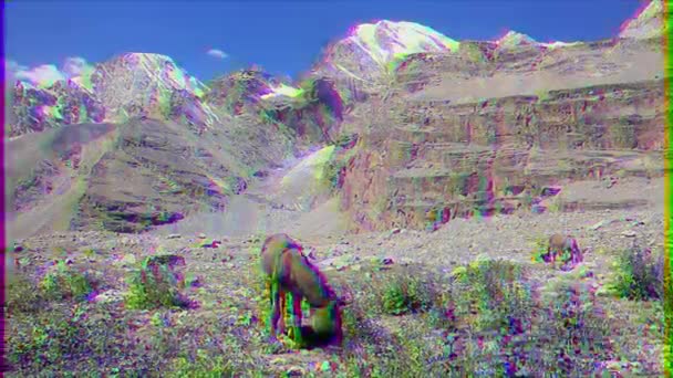 Effetto Glitch Montagna Pascolare Asini Pamir Tagikistan Video — Video Stock