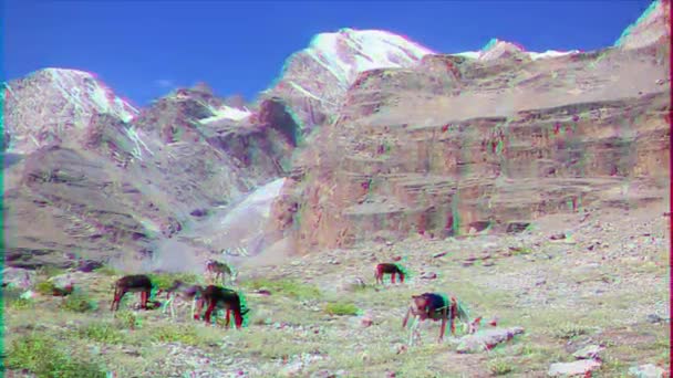 Glitch Effect Ezels Grazen Bergen Pamir Tadzjikistan Video — Stockvideo