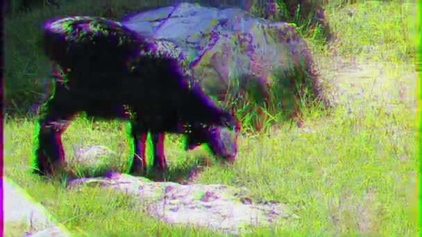 Glitch Effect Zwarte Schapen Bruine Koe Video — Stockvideo