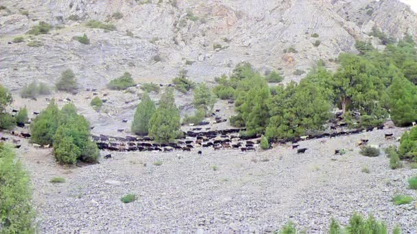 Efekt Glitch Owce Destylowane Dolinie Pamir Tadżykistan Wideo — Wideo stockowe