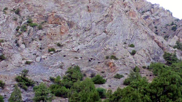グリッチ効果 山の羊パミール タジキスタン時間の経過 ビデオ — ストック動画