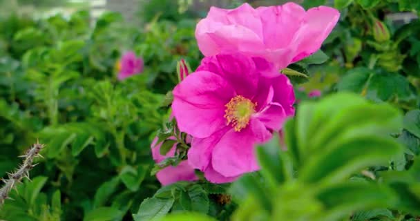 Efecto Fallo Técnico Flor Rosa Salvaje Vídeo Ultrahd — Vídeo de stock