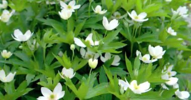 Aksaklık etkisi. Sarı merkezi ile küçük beyaz çiçekler (ahşap anemon Latince. Anemon nemorosa). Video. Ultrahd (4k))