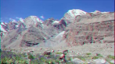 Aksaklık etkisi. Dağlarda otlayan eşekler. Panorama. Pamir. Tacikistan. Video