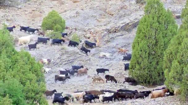 Effetto Glitch Pecore Sono Sul Pendio Pamir Tagikistan Video — Video Stock
