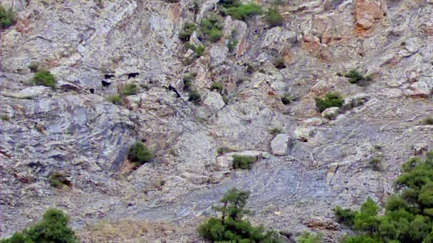 グリッチ効果 斜面の羊パミール タジキスタンタイムラプス ビデオ — ストック動画