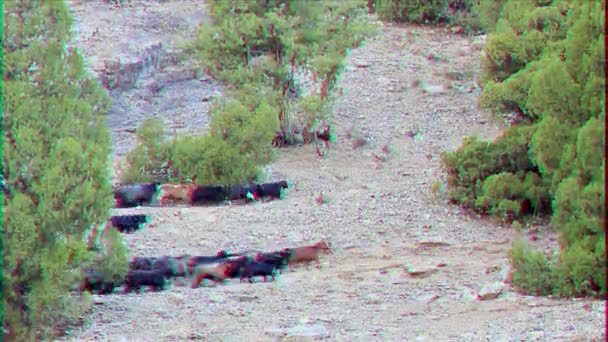 Glitch Effekt Schafherden Den Bergen Pamir Tadschikistan Video — Stockvideo