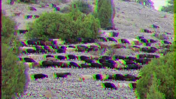 Glitch Effect Helling Met Schapen Pamir Tadzjikistan Video — Stockvideo