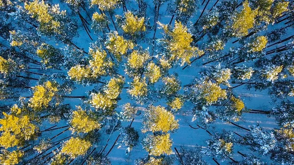 Borda de uma floresta de pinheiros na margem de um lago congelado. Inverno, tempo claro, De Drone, CABEÇA EM CABEÇA — Fotografia de Stock