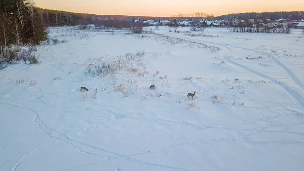 Ciervos salvajes pastan en el lago. Cerca del pueblo. Hora del atardecer Tiempo claro de invierno, Desde Drone — Foto de Stock